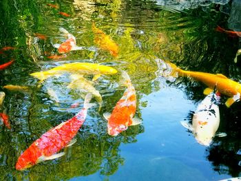 High angle view of koi carps swimming in water