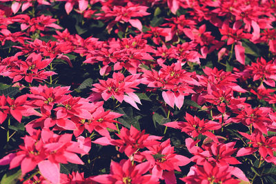 Full frame shot of red flowering plants