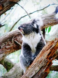 Low angle view of koala on tree