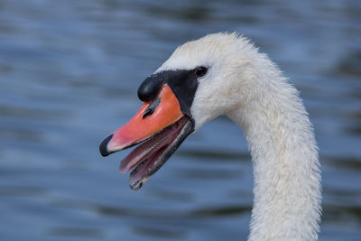 Close-up of swan swimming in lake