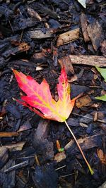 High angle view of maple leaf fallen on autumn leaves