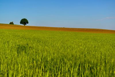 Scenic view of agricultural field against sky