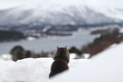 Close-up of cat on snow against mountain