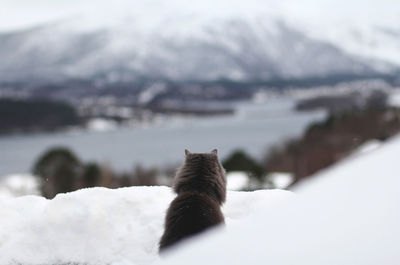 Mammal on snow during winter
