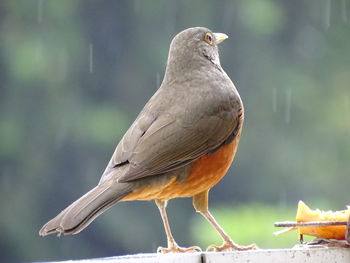 Close-up of bird perching on wood