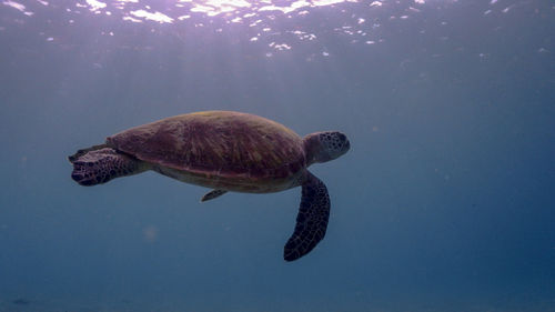 Green sea turtle at pagkilatan