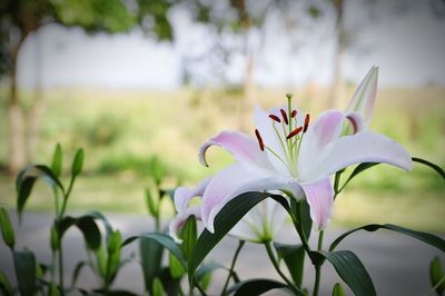 Close-up of purple flowering plant