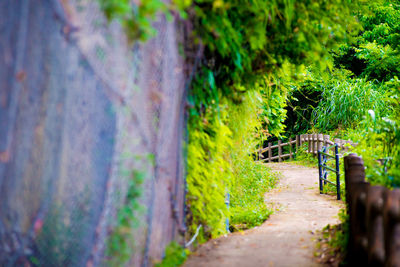 Scenic view of road amidst trees