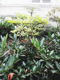 Close-up of plant growing in greenhouse