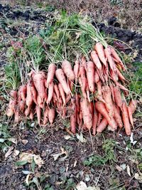 High angle view of vegetables on field