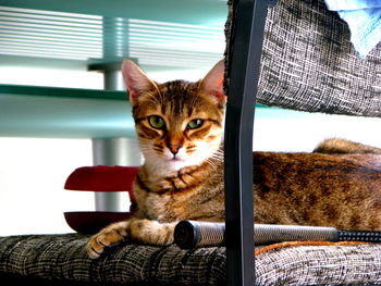 Beautiful bengal kitten stares right into your soul