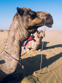 Camel in a desert