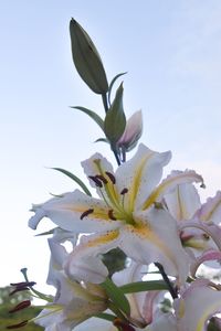 Close-up of white day lily blooming against clear sky