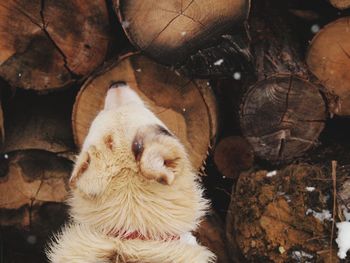 Close-up of dog on log stack