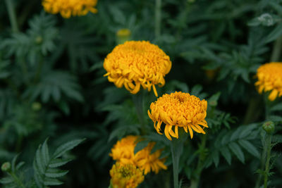 Marigolds tagetes erecta, mexican marigold orange marigolds flower