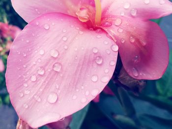 Close-up of wet pink flower blooming outdoors