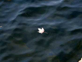 High angle view of flower floating on water