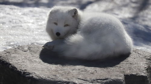Artic fox lying down
