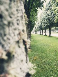 Trees growing in park