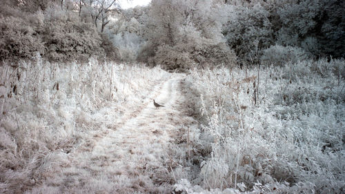 Snow covered land and trees in forest