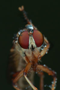 Close-up of spider