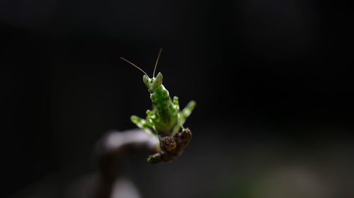 Close-up of insect on leaf