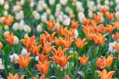 Close-up of orange flowers on field