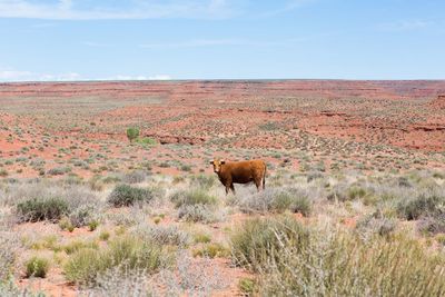 View of cow standing in field