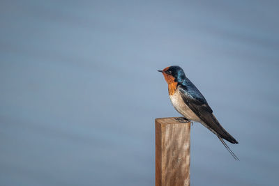 Bird perching on wooden post