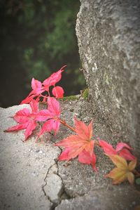 Close-up of maple leaves during autumn