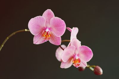 Close-up of pink flowers