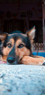 Close-up of dog resting