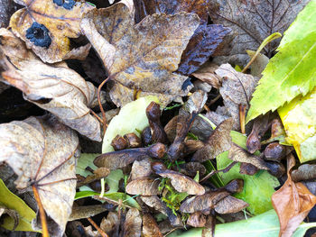 High angle view of leaves on field during autumn