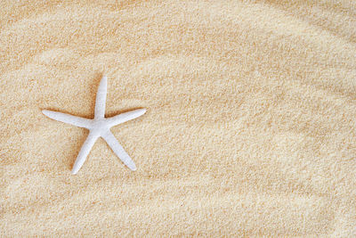 White starfish on beach sand background, copy space. summer card