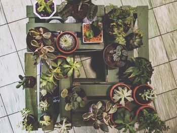 High angle view of potted plant on table