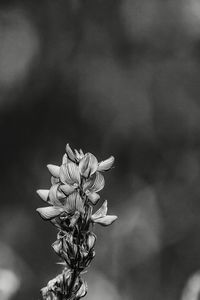 Close-up of plant against blurred background