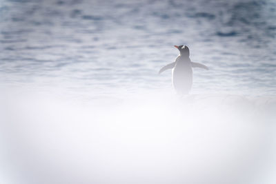Gentoo penguin stands on snow lifting flippers
