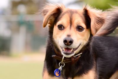 Close-up portrait of dog sticking out tongue outdoors