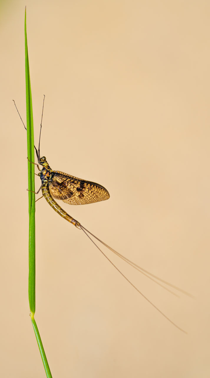 CLOSE-UP OF BUTTERFLY