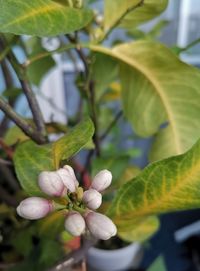 Close-up of flowering plant