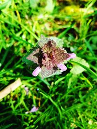 Close-up of flower blooming outdoors