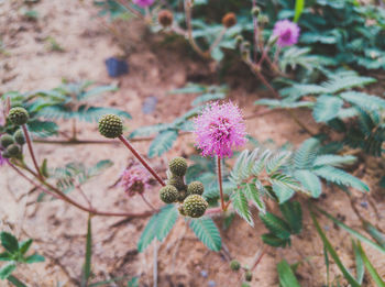 Close-up of pink flowering plant