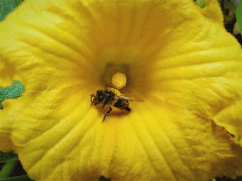 Close-up of bee on yellow flower