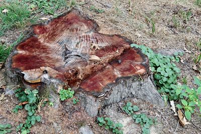 High angle view of tree stump on field