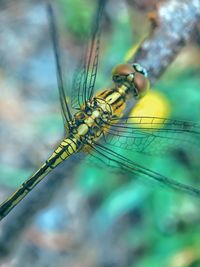 Close-up of dragonfly