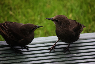 Close-up of birds perching on wood