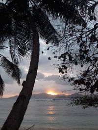 Silhouette tree by sea against sky during sunset