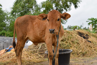 Calf in a field