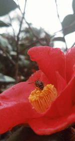 Close-up of honey bee on red flower