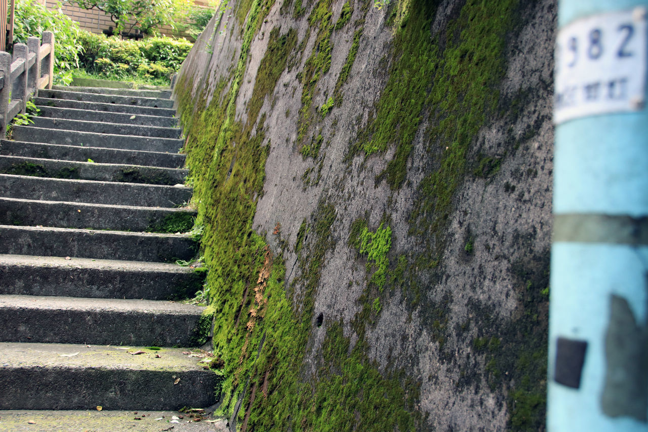 steps, steps and staircases, staircase, day, outdoors, no people, moss, built structure, nature, close-up